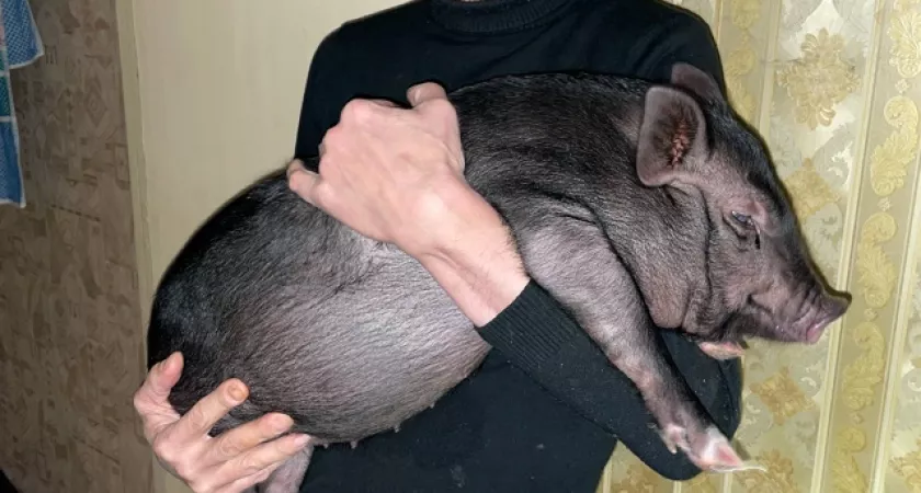 Житель Кирово-Чепецка держит дома 40-килограммовую вьетнамскую вислобрюхую свинью