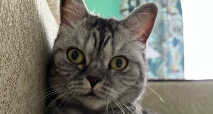 Буква "М" на лбу у кошек: что значит этот таинственный символ?