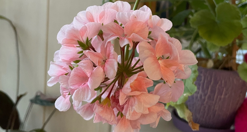 Спрятала лист герани под холодильник - тараканов как не бывало