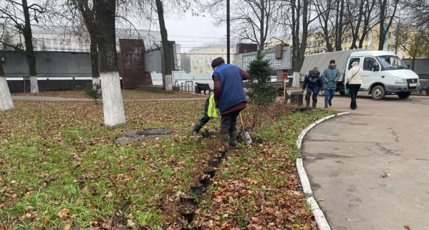 В Кирове высаживают туи и кизильник в сквере на Театральной площади