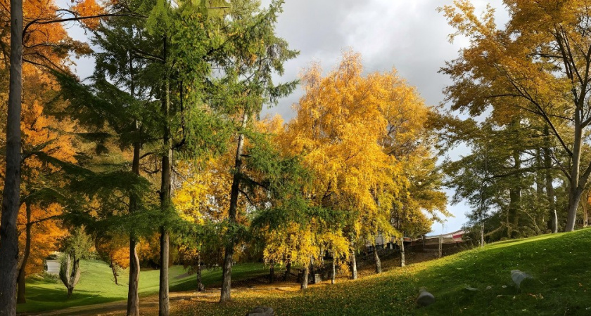 Все в парк: кировчане стали активнее использовать мобильный интернет на прогулках