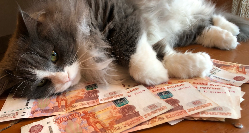 11 простых команд без слов, которым кошки подчиняются безоговорочно