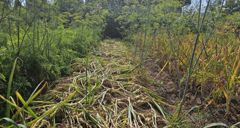 Больную ботву больше не сжигаю - делаю из нее ценное удобрение: делов-то на 10 минут, зато земля весной мягче облачка