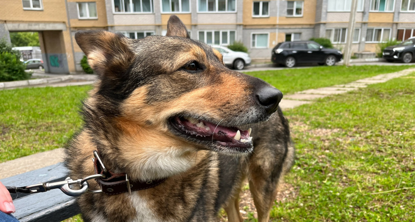 Какие собаки самые спокойные и адекватные? ТОП-5 пород с идеальным поведением