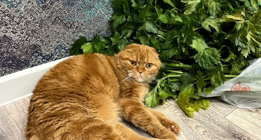 Льву - царский мейн-кун, Тельцу - плюшевый аристократ: какая порода кошек идеально подходит вам по Знаку Зодиака