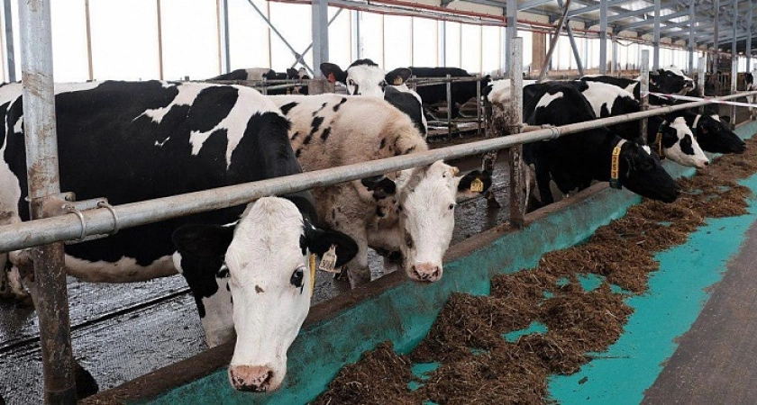 В Пижанском районе на ферме учтено не все поголовье крупного рогатого скота