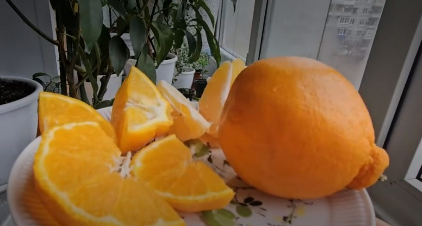 Апельсины халлабон из Перекрестка покоряют россиян - они в 3 раза дороже обычных: вот как их правильно есть 
