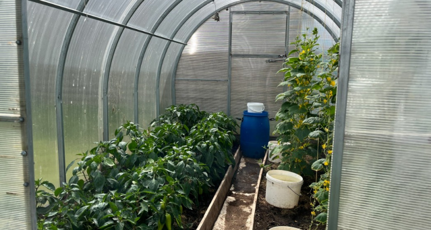 Мох в теплице - не враг, а важный сигнал. Как распознать свои промахи и восстановить почву - должен знать каждый дачник