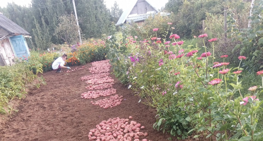 Урожай картофеля в Кировской области вырос более чем на треть