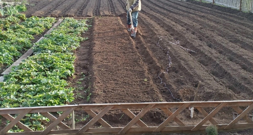 Пачка дешевой крупы - и земля как после тонны навоза? Правда или миф, что одна крупа заменяет все удобрения