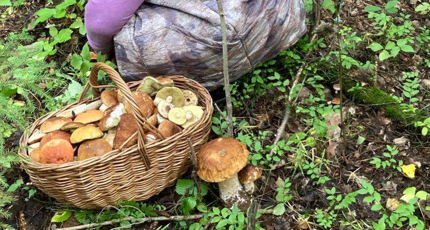 В детстве научили неправильно собирать грибы: червивые тоже нужно брать - их легко очистить