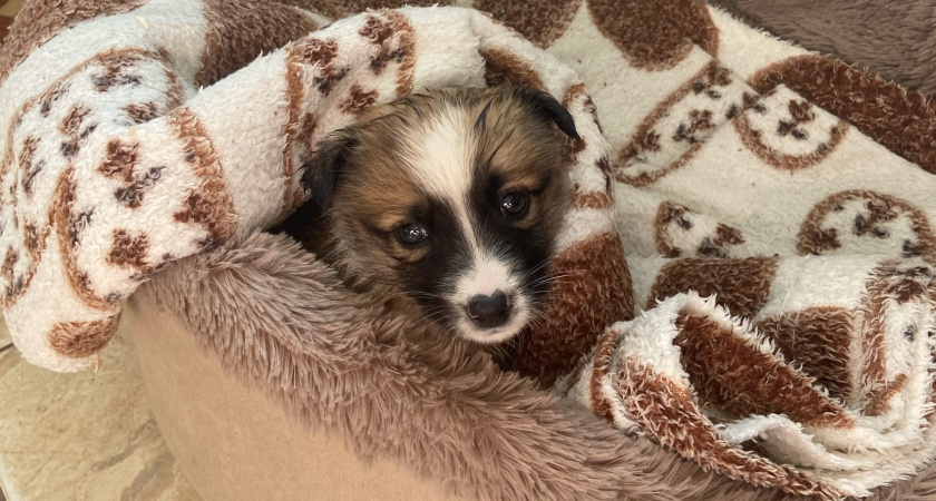 Овну ураган на четырех лапах, а Деве - страж порядка: какая порода собак идеально подходит вам по Знаку Зодиака