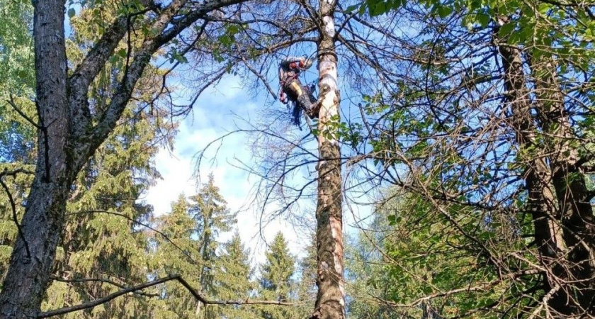 Более 450 деревьев вырубили на территориях массовых захоронений в Кирове