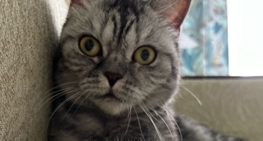 Быстро и без стресса отучила кошек драть диван с помощью копеечной вещи - до сих пор в восторге от результата