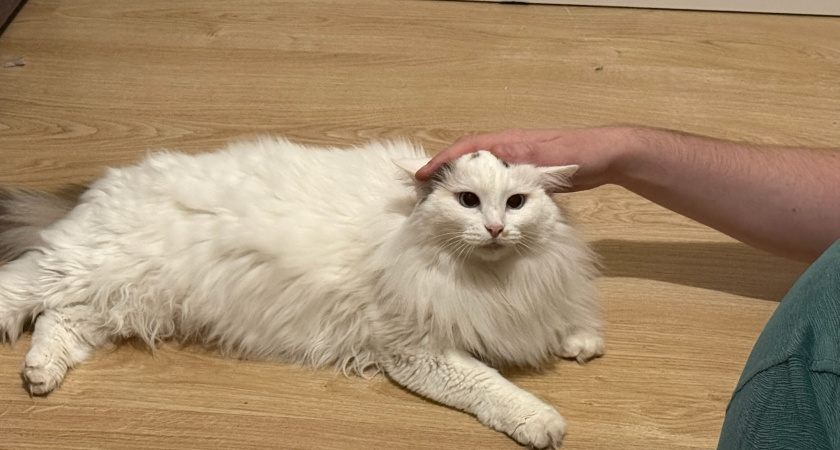 3 безобидные на вид привычки хозяев, которые ежедневно медленно губят кошек