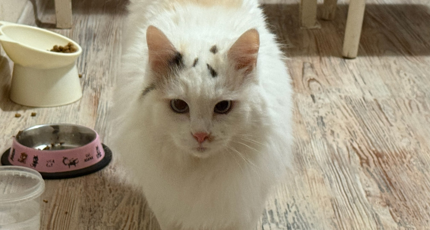 Ветеринар объяснил, почему кошка выбирает только желе и не трогает кусочки мяса в миске