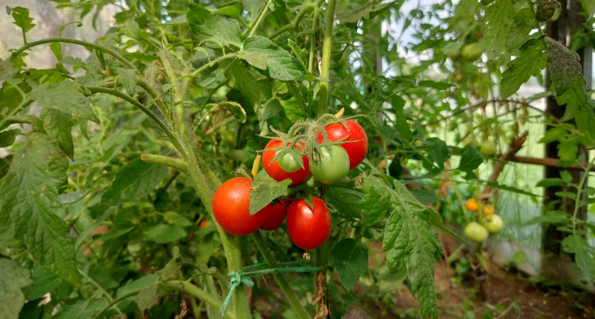 Посадил - и забыл: 11 сортов томатов, за которыми выстраивается очередь