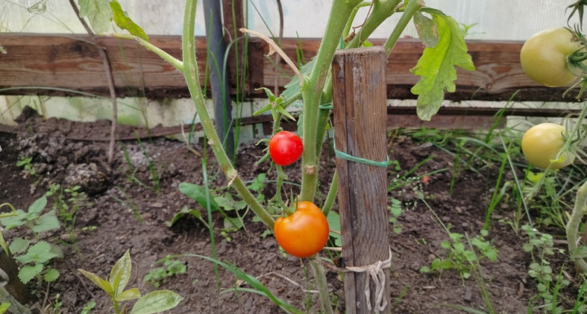 Бросила выращивать рассаду на подоконнике - теперь сажаю помидоры под зиму: даже делать ничего не нужно - весной всходят сами