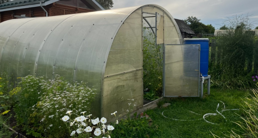 5 овощей, которые высаживаю только под зиму - весной собираю урожай раньше всех: у соседей еще голые грядки