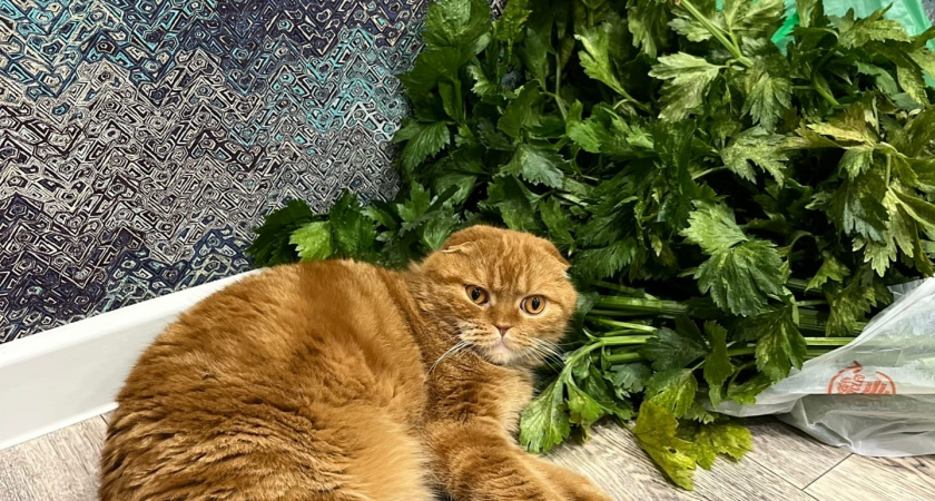 Кот мяукает без причины и ходит по дому? Это не каприз - а сигнал. Почему многие хозяева его игнорируют