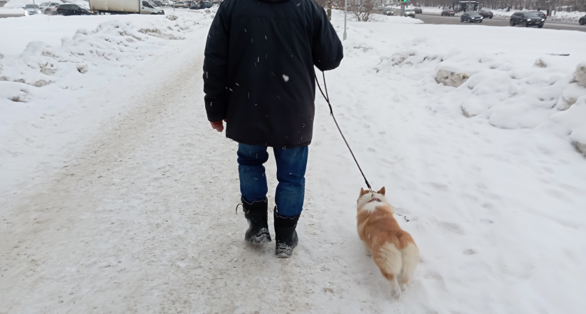 В Кирове корги покусала женщину