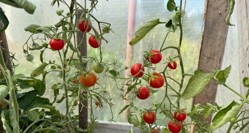 10 лучших сортов томатов для самых ленивых - посадила и забыла: на дачу приезжаю только урожай собирать 