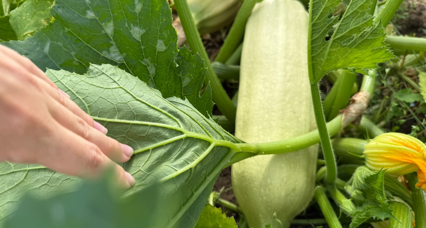 5 овощей, которые я сажаю под зиму уже 15 лет - весной собираю скороспелый урожай на зависть соседям