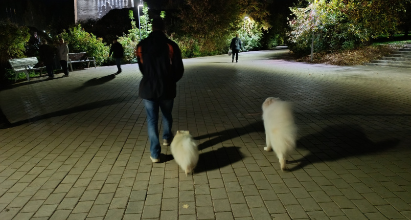 В Кирове площадку для собак сделают за 820 тысяч рублей