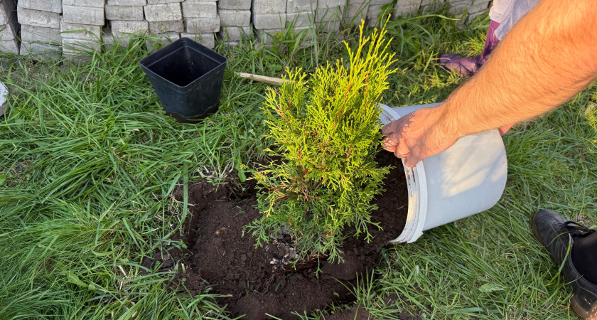 3 ложки в кучу опавших листьев - и удобрение за копейки готово. Перегной больше не покупаю