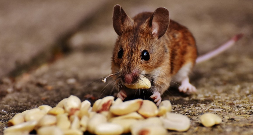 Теперь дом мыши обходят стороной - даже погреться не заглядывают: рабочий метод от мудрой бабушки