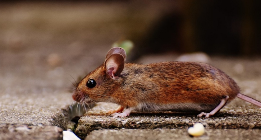 Сделала один раз - и мышей в доме больше не видела: они убежали сверкая пятками