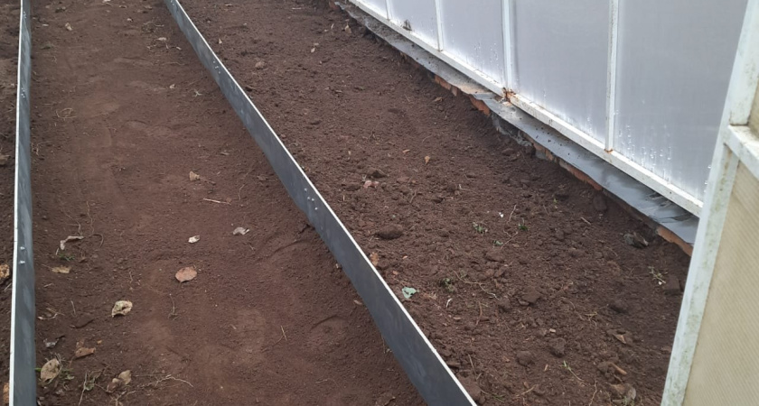 Вся зараза уйдет за зиму: в ноябре поливаю теплицу советским средством - спасает на 100%