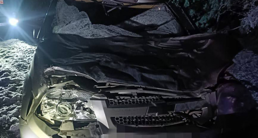 В Сунском районе автомобиль столкнулся с лосем: водитель получил травмы