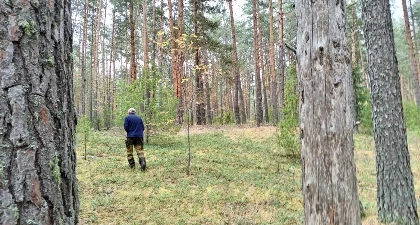 Из Кировской области не выпустили зараженную лесопродукцию