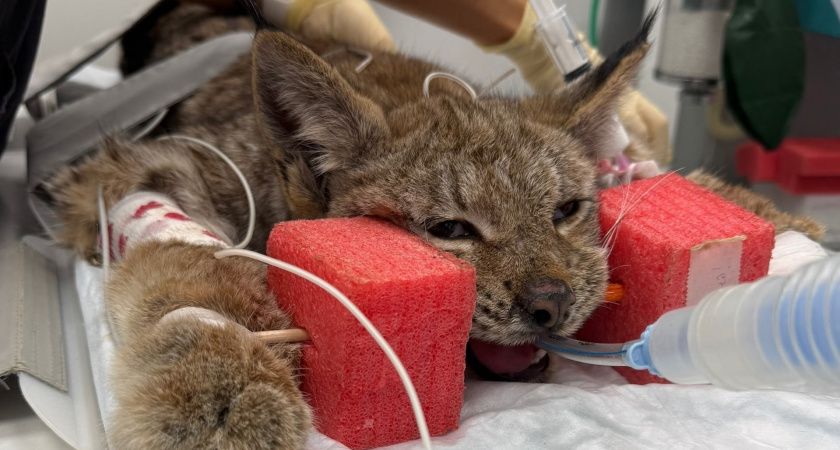 В Котельничском районе спасли рысенка-сироту