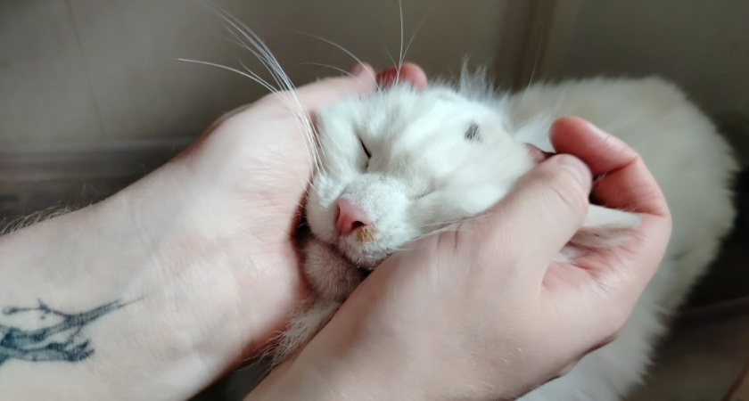 Почему кошки обнимают и бодаются - полезно знать каждому хозяину питомца