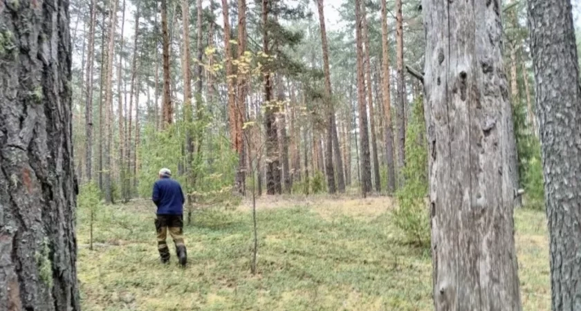 В Кировской области восстановлено более 33 тысяч гектаров леса