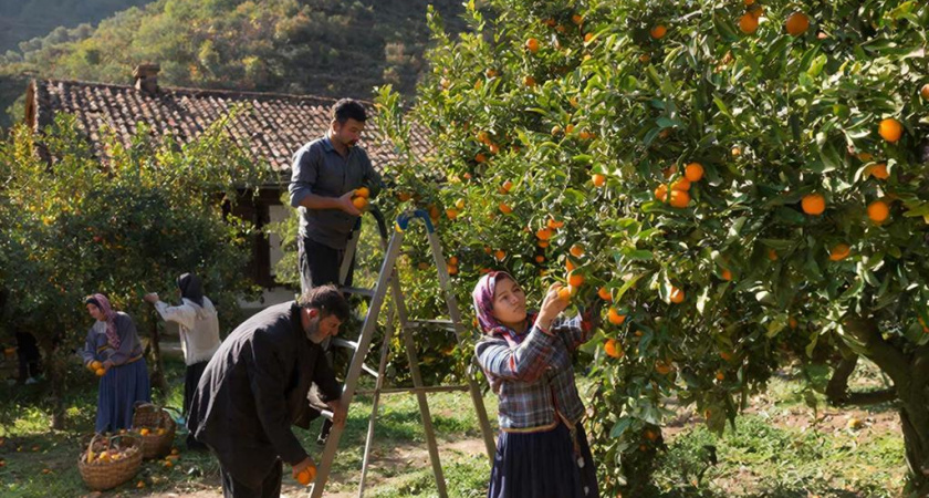 Съездила на сбор мандаринов в Абхазию - заработала больше, чем в офисе: правдивый отзыв туристки