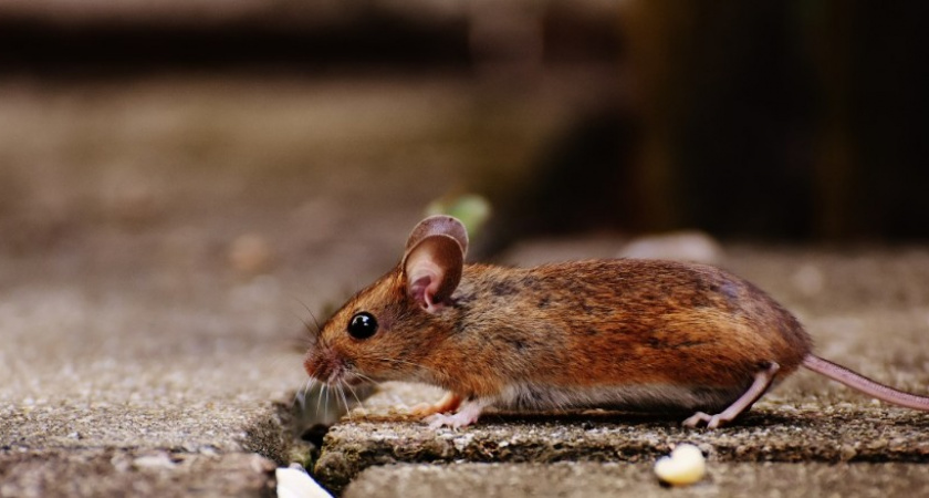 Грызуны «двинули кони» на всей улице после этой отравы. Нужно 3 ингредиента - без вреда для домашних любимчиков