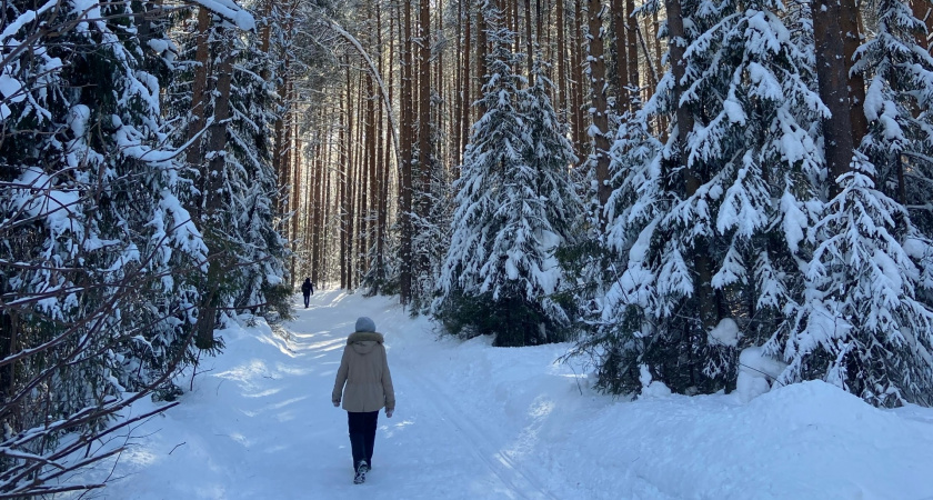 В лесах Кировской области пройдут санитарные рубки