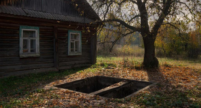 Это дерево "высосет" вашу выгребную яму за три глотка - посадил и забыл про откачку навсегда