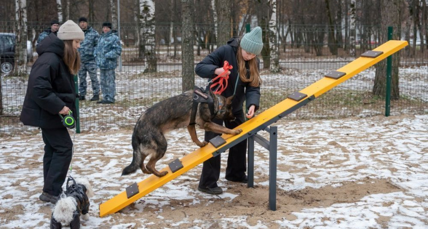 В кировском парке имени Ю. А. Гагарина открылась площадка для выгула собак
