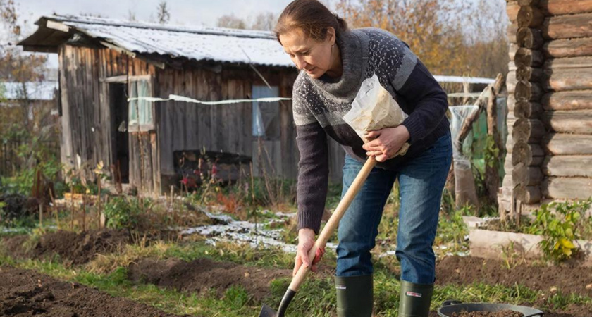 5 овощей, которые я высаживаю под зиму уже 15 лет - собираю самый ранний урожай на зависть соседям