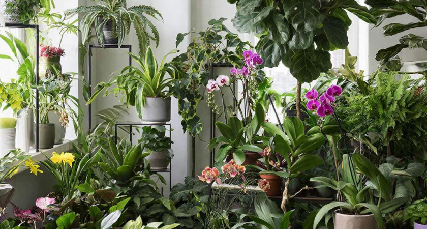 Срочно уберите это растение из дома: приносит несчастье вопреки приметам