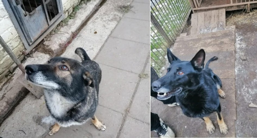 В Кирове четвероногие полицейские Плюмбум и Жоанна ищут новые заботливые семьи