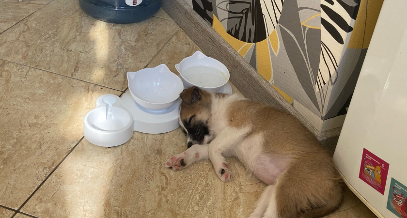 Производители молчат, а собаки страдают: что на самом деле в пакетике с кормом?