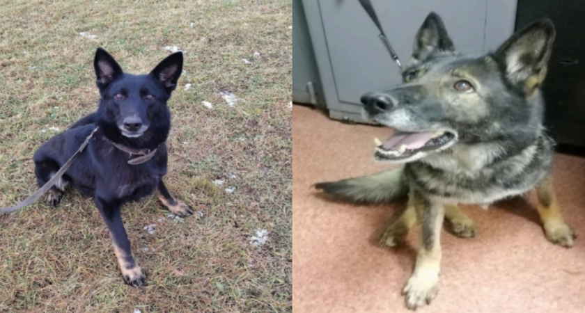Кировская полиция ищет новых хозяев двум немецким овчаркам Жустель и Урсель