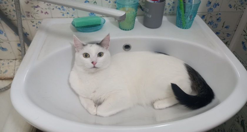 Тепловая справочная служба расширила свой функционал