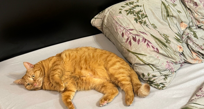 Сон с кошкой: польза для психики или угроза здоровью? Разбираем все «за» и «против»