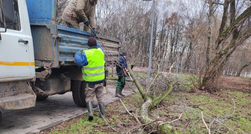 Власти Кирова ответили горожанам, возмущенным вырубкой деревьев в парке у цирка